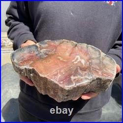 13LB Natural petrified wood rough Wood fossil mineral specimen healing energy