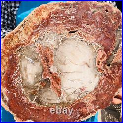 13.14LB Natural Petrified Wood Fossil Crystal Polished Slices Healing HH28