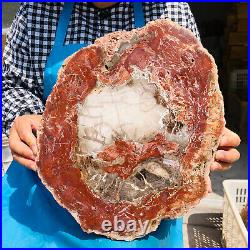 13.14LB Natural Petrified Wood Fossil Crystal Polished Slices Healing HH28