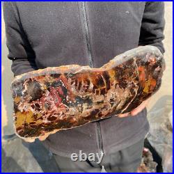 13.1lb Rare Natural petrified wood rough Wood fossil mineral specimen healing 13.1lb Rare Natural petrified wood rough Wood fossil mineral specimen healing