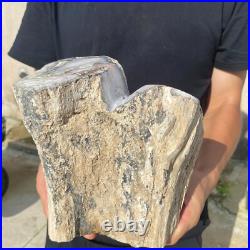 13.2lb Rare Natural petrified wood rough Wood fossil mineral specimen healing 13.2lb Rare Natural petrified wood rough Wood fossil mineral specimen healing