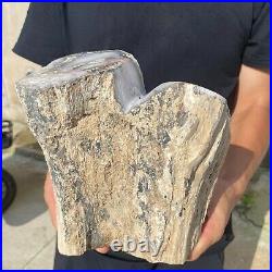 13.2lb Rare Natural petrified wood rough Wood fossil mineral specimen healing 13.2lb Rare Natural petrified wood rough Wood fossil mineral specimen healing