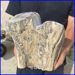 13.2lb Rare Natural petrified wood rough Wood fossil mineral specimen healing 13.2lb Rare Natural petrified wood rough Wood fossil mineral specimen healing