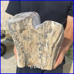 13.2lb Rare Natural petrified wood rough Wood fossil mineral specimen healing