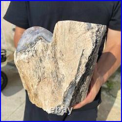 13.2lb Rare Natural petrified wood rough Wood fossil mineral specimen healing 13.2lb Rare Natural petrified wood rough Wood fossil mineral specimen healing