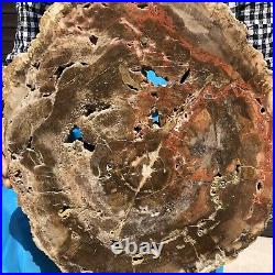 13.42LB Natural petrified wood fossil crystal polished Madagascar