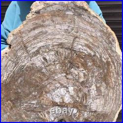 13.4KG Natural Petrified Wood Fossil Crystal Polished Slice Madagascar 41