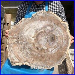 13.77KG Natural Petrified Wood Fossil Crystal Polished Slice Madagascar 3