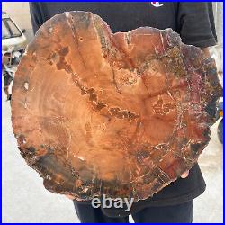 13.9lb Rare Natural petrified wood rough Wood fossil mineral specimen healing