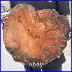 13.9lb Rare Natural petrified wood rough Wood fossil mineral specimen healing