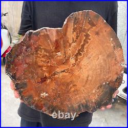 13.9lb Rare Natural petrified wood rough Wood fossil mineral specimen healing