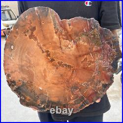 13.9lb Rare Natural petrified wood rough Wood fossil mineral specimen healing