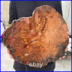 13.9lb Rare Natural petrified wood rough Wood fossil mineral specimen healing