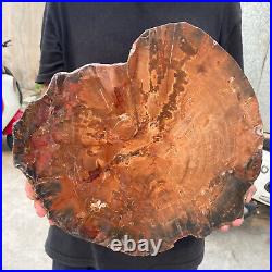 13.9lb Rare Natural petrified wood rough Wood fossil mineral specimen healing