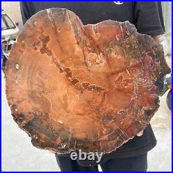 13.9lb Rare Natural petrified wood rough Wood fossil mineral specimen healing