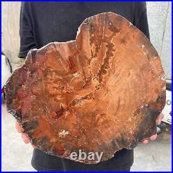 13.9lb Rare Natural petrified wood rough Wood fossil mineral specimen healing