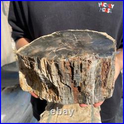 13lb Rare Natural petrified wood rough Wood fossil mineral specimen healing