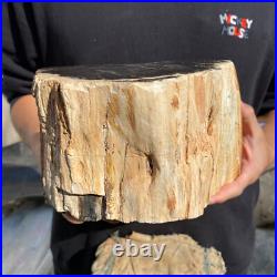 13lb Rare Natural petrified wood rough Wood fossil mineral specimen healing