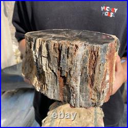 13lb Rare Natural petrified wood rough Wood fossil mineral specimen healing