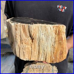 13lb Rare Natural petrified wood rough Wood fossil mineral specimen healing