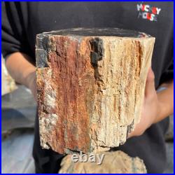 13lb Rare Natural petrified wood rough Wood fossil mineral specimen healing