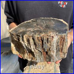 13lb Rare Natural petrified wood rough Wood fossil mineral specimen healing