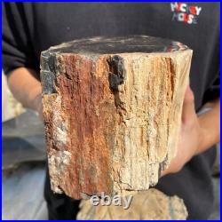 13lb Rare Natural petrified wood rough Wood fossil mineral specimen healing