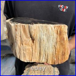 13lb Rare Natural petrified wood rough Wood fossil mineral specimen healing