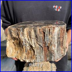 13lb Rare Natural petrified wood rough Wood fossil mineral specimen healing