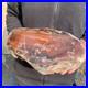 14_1lb_Rare_Natural_petrified_wood_rough_Wood_fossil_mineral_specimen_healing_01_qfw
