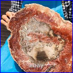 14.25LB Natural Petrified Wood Fossil Crystal Polished Slices Healing HH14