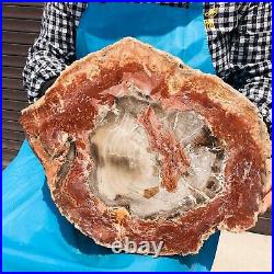 14.25LB Natural Petrified Wood Fossil Crystal Polished Slices Healing HH14