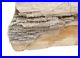 14_Pound_6_68_Oz_Rare_Nevada_Quartz_Crystal_Petrified_Fossil_Wood_Specimen_PWS2_01_tegp