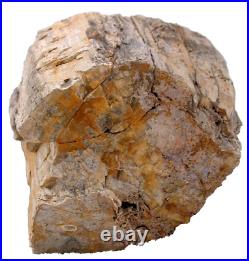 14 Pound 6.68 Oz Rare Nevada Quartz Crystal Petrified Fossil Wood Specimen PWS2