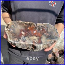 14lb Rare Natural petrified wood rough Wood fossil mineral specimen healing 14lb Rare Natural petrified wood rough Wood fossil mineral specimen healing