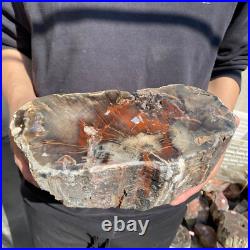 14lb Rare Natural petrified wood rough Wood fossil mineral specimen healing 14lb Rare Natural petrified wood rough Wood fossil mineral specimen healing
