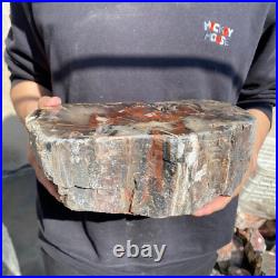 14lb Rare Natural petrified wood rough Wood fossil mineral specimen healing 14lb Rare Natural petrified wood rough Wood fossil mineral specimen healing