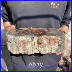 14lb Rare Natural petrified wood rough Wood fossil mineral specimen healing 14lb Rare Natural petrified wood rough Wood fossil mineral specimen healing