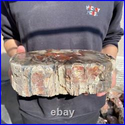 14lb Rare Natural petrified wood rough Wood fossil mineral specimen healing 14lb Rare Natural petrified wood rough Wood fossil mineral specimen healing