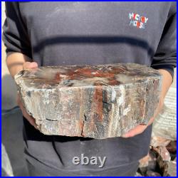 14lb Rare Natural petrified wood rough Wood fossil mineral specimen healing 14lb Rare Natural petrified wood rough Wood fossil mineral specimen healing