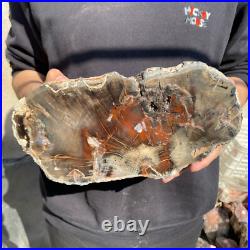 14lb Rare Natural petrified wood rough Wood fossil mineral specimen healing 14lb Rare Natural petrified wood rough Wood fossil mineral specimen healing