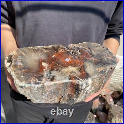 14lb Rare Natural petrified wood rough Wood fossil mineral specimen healing 14lb Rare Natural petrified wood rough Wood fossil mineral specimen healing
