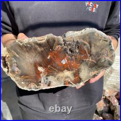 14lb Rare Natural petrified wood rough Wood fossil mineral specimen healing 14lb Rare Natural petrified wood rough Wood fossil mineral specimen healing