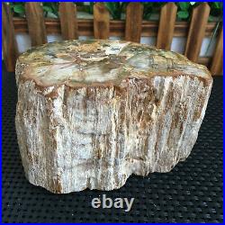 1520g Beautiful Polished Petrified Wood Crystal Slice Madagascar my2317