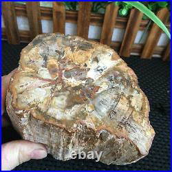 1520g Beautiful Polished Petrified Wood Crystal Slice Madagascar my2317