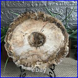 1570g Beautiful Polished Petrified Wood Crystal Slice Madagascar mh304