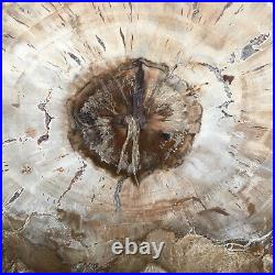 1570g Natural Petrified Wood Fossil Crystal Polished Slice Specimen gg9195