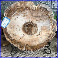1570g Natural Petrified Wood Fossil Crystal Polished Slice Specimen gg9195
