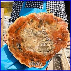 15.11LB Natural Petrified Wood Fossil Crystal Polished Slice- Madagascar