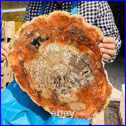15.11LB Natural Petrified Wood Fossil Crystal Polished Slice- Madagascar